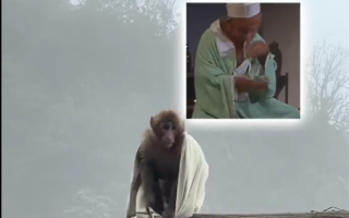 峨眉山猴子抢走游客衣服套上身：酷似拜师时的孙悟空