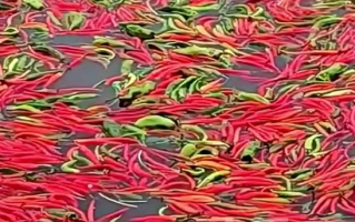 鱼塘主坚持2年用辣椒喂鱼：鱼吃了后体型更漂亮 口感更好