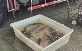 央视曝光：活鱼被人为麻醉流向餐桌 有些直接用剧毒工业酒精