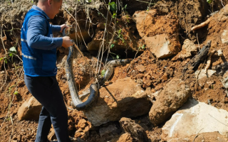 河堤施工窜出三条野生大蟒蛇：最重达五十多斤长约4米！