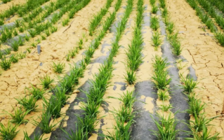 厚度仅0.006毫米！我国研制出超薄型全生物降解渗水地膜